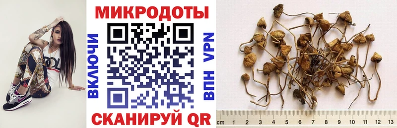 Псилоцибиновые грибы Psilocybine cubensis  Княгинино 